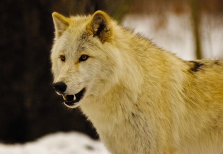 Canis Lupus Arctos - wolf, wolves, predator, snow, winter, arctic