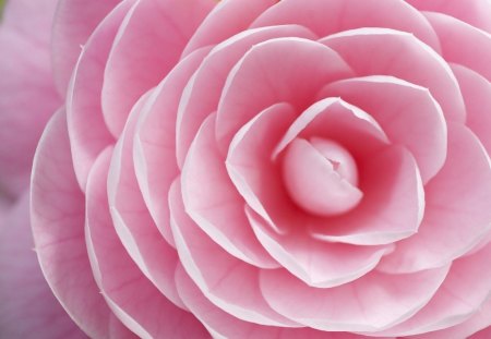 Camellia - flower, petals, pink, camellia