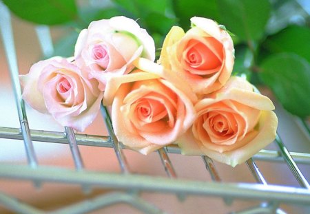 Beautiful roses - flowers, roses, petals, soft