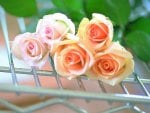 Beautiful roses