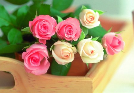 Beautiful roses - delicate, roses, petals, flowers, wood