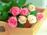 Beautiful roses