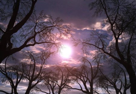 Misty Trees - sky, trees, sunlight, clouds, misty