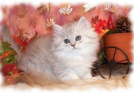 Just Precious - pine cones, gold leaves, persian kitten