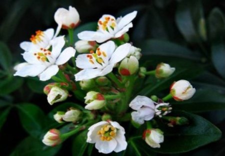 Delicate Blooms - white flowers, bouquet