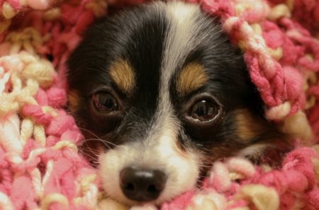 Sunggled Up - dog, puppy, blanket, snuggle