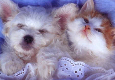 Snuggly Couple - sleeping, puppy, cat, dog, blanket, kitten