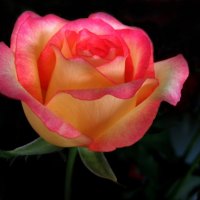 Two toned rose