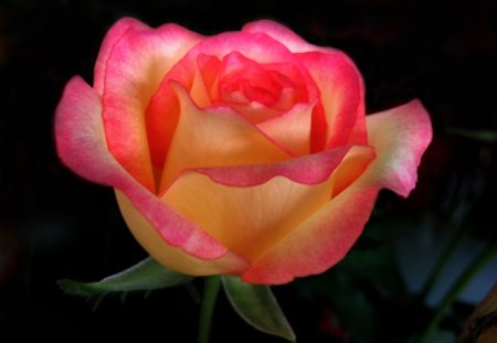 Two toned rose - black background, rose, flower