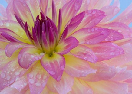 Dew Covered Dahlia - flower, dew, beauty, tender, dahlia, dew drops