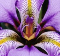 Iris Flower