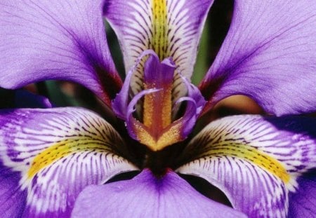 Iris Flower - flower, purple, iris