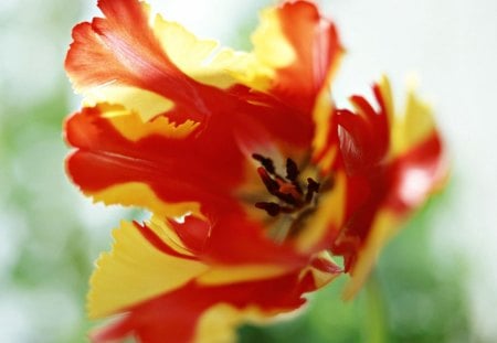 On The Inside - garden, flower, closeup