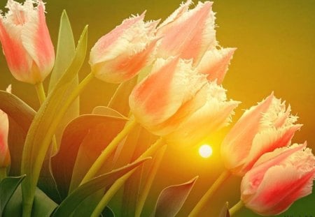 Tulips at sunset - nature, flowers, sunset