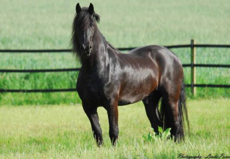 The Majestic Breed - horses, animals, strong, friesland, friesian, netherland, power, friesian stallion