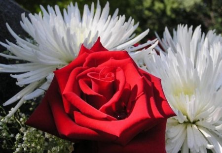 Red rose - flowers, roses