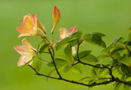 AZALEAS - flowers, orange, leaves, colorful, green