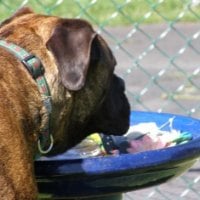 Brindle Bullmastiff