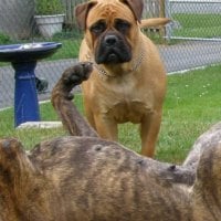 Brindle & Red Bullmastiffs