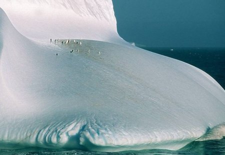 PENGUIN GROUP  - penquins, beautifull