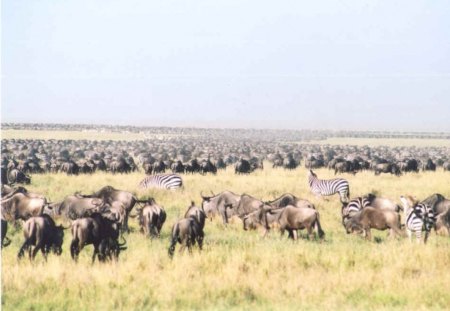 serengeti migration  - forest, animal