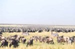 serengeti migration 