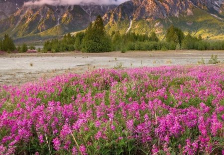 Wildflowers - flowers, nature