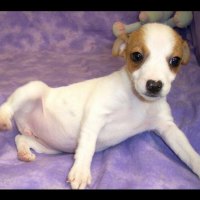 Jack russell puppy