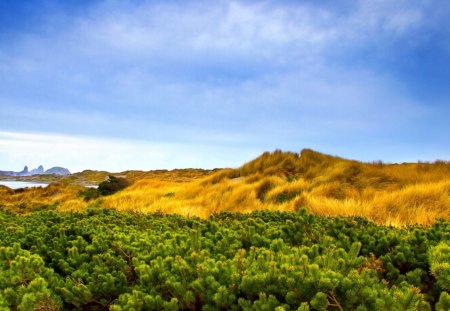 Alpine Vegetation  - vegetation, alpine