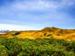 Alpine Vegetation 