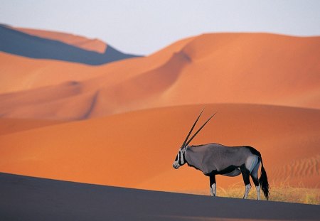 Antelope - inpala, nature, desert, animals, antelope