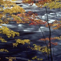 Autumn Colors A Rushing River