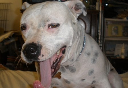 The Pee-Wee Yawn - dogs, pit bull, baby, animals