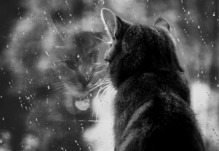 Rain Rain Go Away - glass, window, cats, rain, kitty, animals, black and white