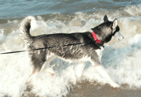 husky at the beach - water, dog