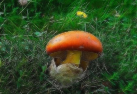 mushroom - soil, flowers, forest, grass