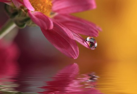 Drop - drop, flower, water, pink