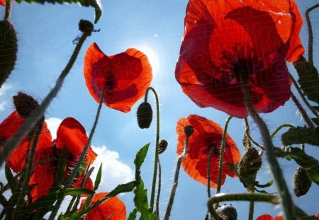 Poppies in Sunlight - cloud, blooms, red, sky