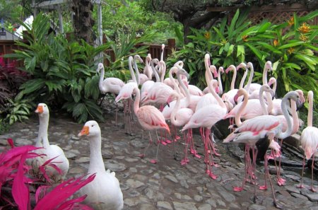 Greater Flamingo and geese - restaurant, greater flamingo, geese, plants, garden, lovely