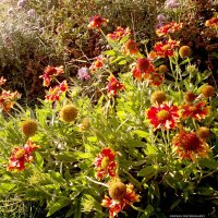 Flowers under sunlight