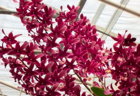 Red orchids - flowers, beautiful, red, orchids