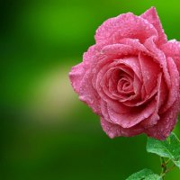 Pink rose