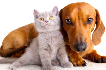 ADOABLE FRIENDS - cat, dog, dachshund, friends, gray