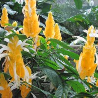 Yellow Shrimp plant from South America