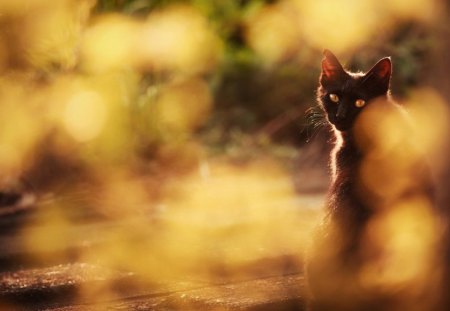 Cat - sleeping, beauty, cat face, hat, animals, sleepy, paws, face, pretty, cute, cat, kitty, lovely, kitten, cats, beautiful, sweet