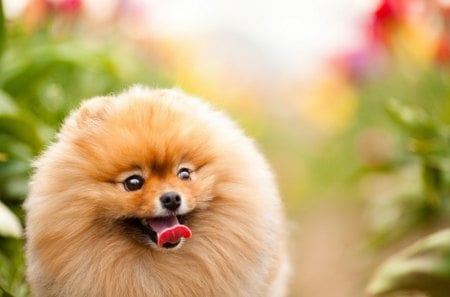 Dog - pretty, beautiful, dog face, puppies, lovely, playful dog, sweet, playful, dogs, cute, face, puppy, animals