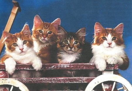 Four kittens in a wagon