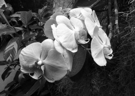 Orchid - Black & White