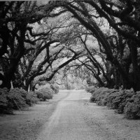 Tree Tunnel - Black & White