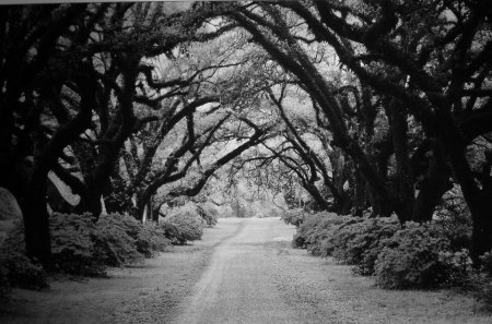 Tree Tunnel - Black & White - trees, scenic drive, tree tunnel, roads, outdoors, greyscale